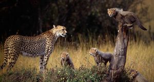 Cheetah and cubs in the Masai Mara National Reserve, Kenya -- DLILLC/Corbis &copy; (Bing United States)