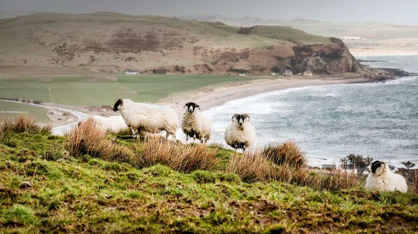 Sheep on the coast in the Scottish Highlands