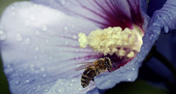 秋的踪迹：木芙蓉花瓣上的秋露