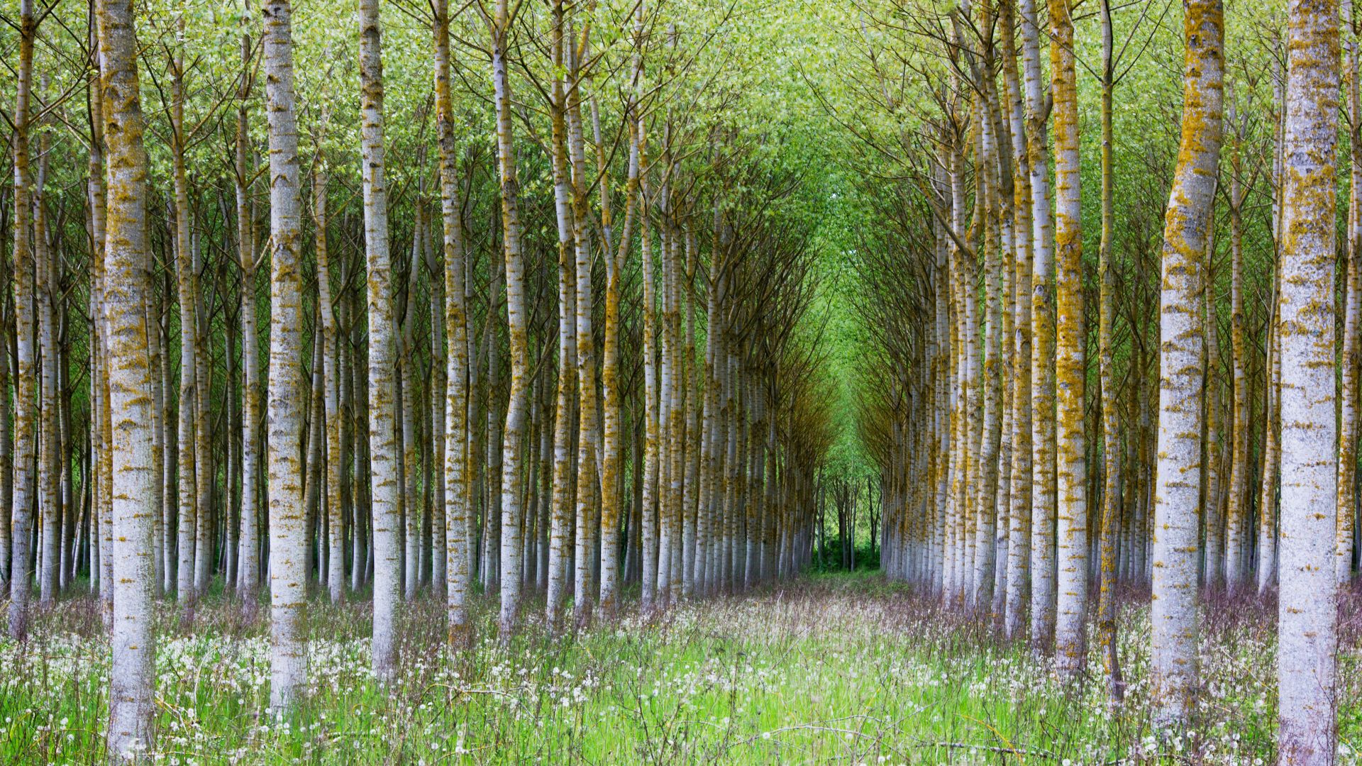 Forêt de bouleaux, Bourgogne