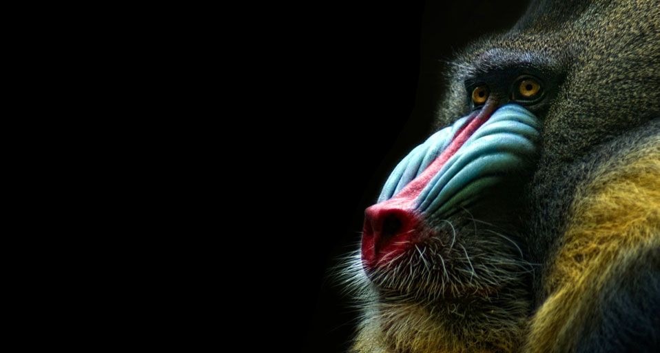 Mandrill