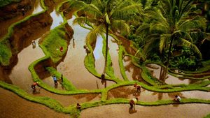 Workers in terraced rice fields, Bali, Indonesia (© Denis Waugh/Getty Images)(Bing United States)
