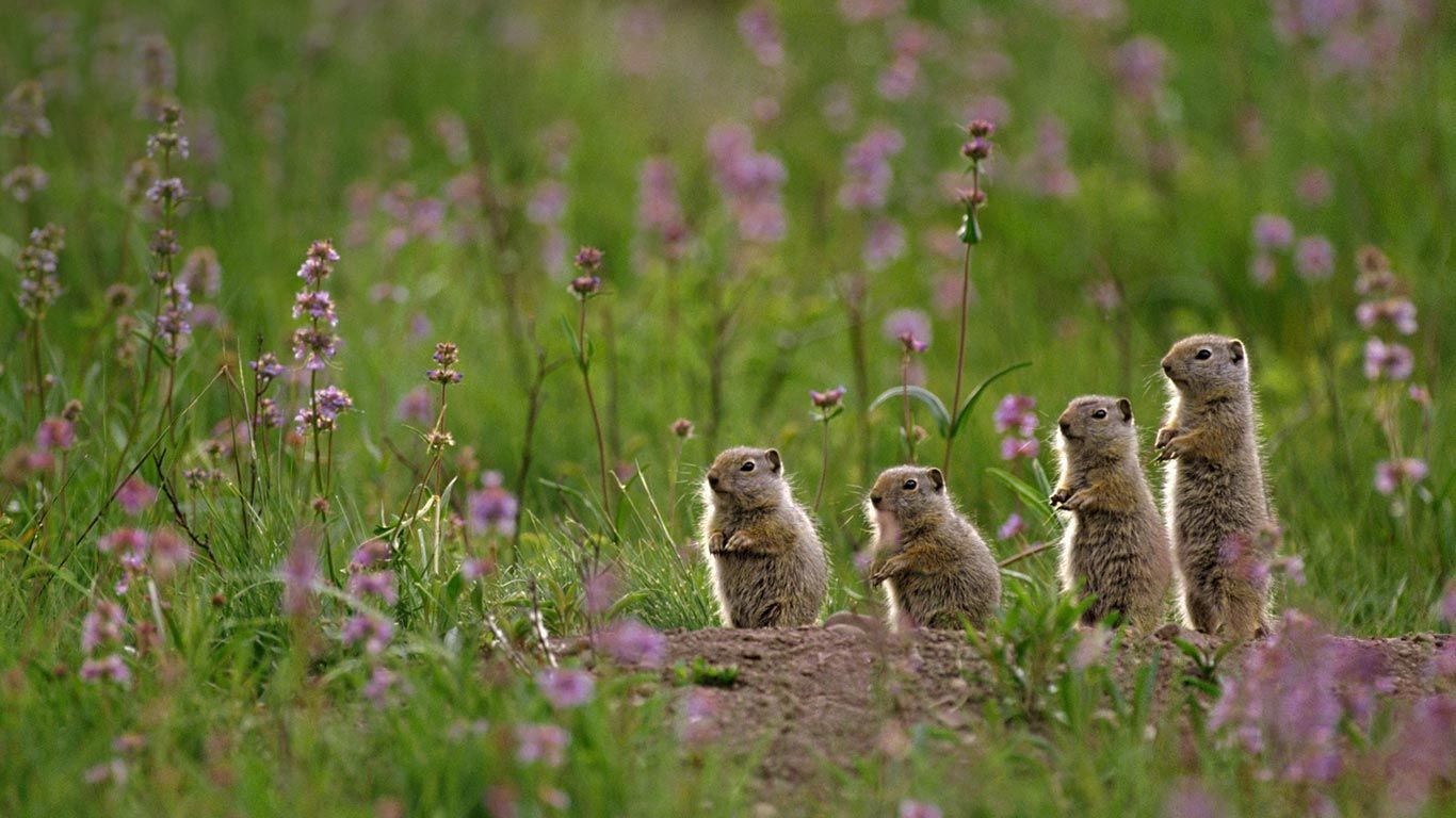 Uinta ground squirrels at Tower Fall Campground in Yellowstone National Park, Wyoming