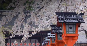 Cherry blossom, Hirano Shrine, Kyoto, Japan - JTB Photo/Photolibrary &copy; (Bing United Kingdom)
