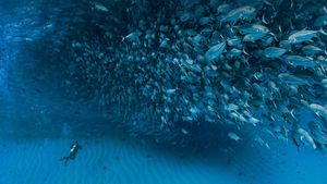 加利福尼亚湾中数千条杰克鱼成群游动，墨西哥普尔莫角国家公园 (© Christian Vizl/Tandem Stills + Motion)(Bing China)