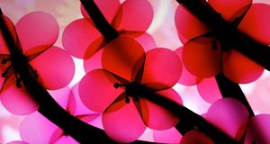 风车形状粉色与红色的花 (© Jdnyim/Flickr Open/Getty Images) &copy; (Bing China)