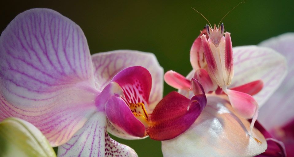 OrchidMantis