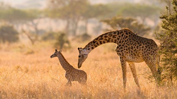Girafe Masaï et son girafon, parc national du Serengeti, Tanzanie