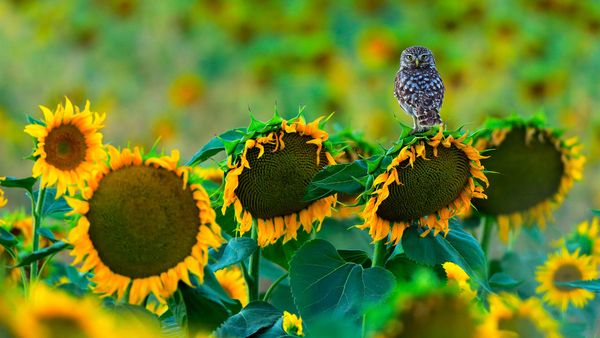 Little owl perched on a sunflower, Cadiz, Andalusia, Spain