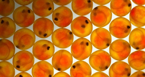 Coho salmon eggs at fish hatchery