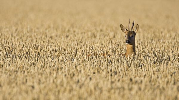 Chevreuil mâle dans un champ de blé, Haute-Normandie