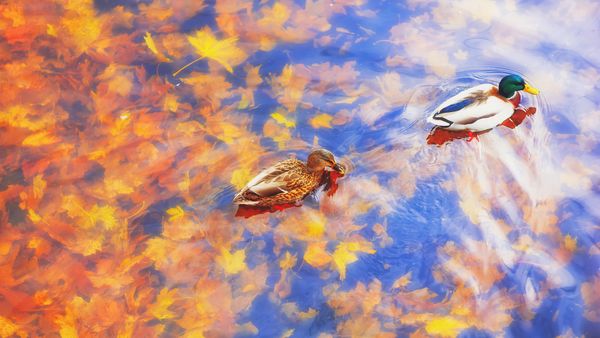 Two mallard ducks on a pond in autumn