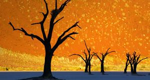 Dead trees in Dead Vlei, Namib-Naukluft Park, Namibia -- Frank Krahmer/Corbis &copy; (Bing New Zealand)