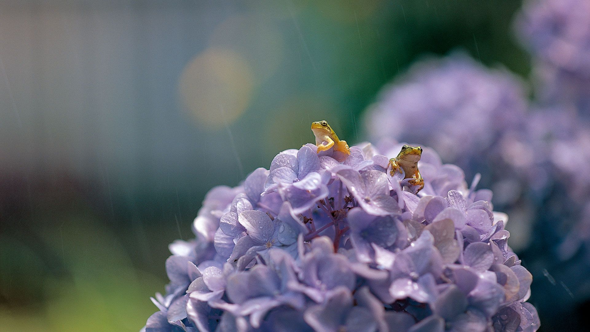 Japanese tree frogs on Hydrangea macrophylla, Shiga, Japan
