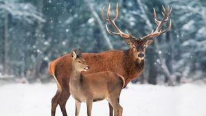 Red deer, Canada (© Delbars/Getty Images)(Bing United Kingdom)