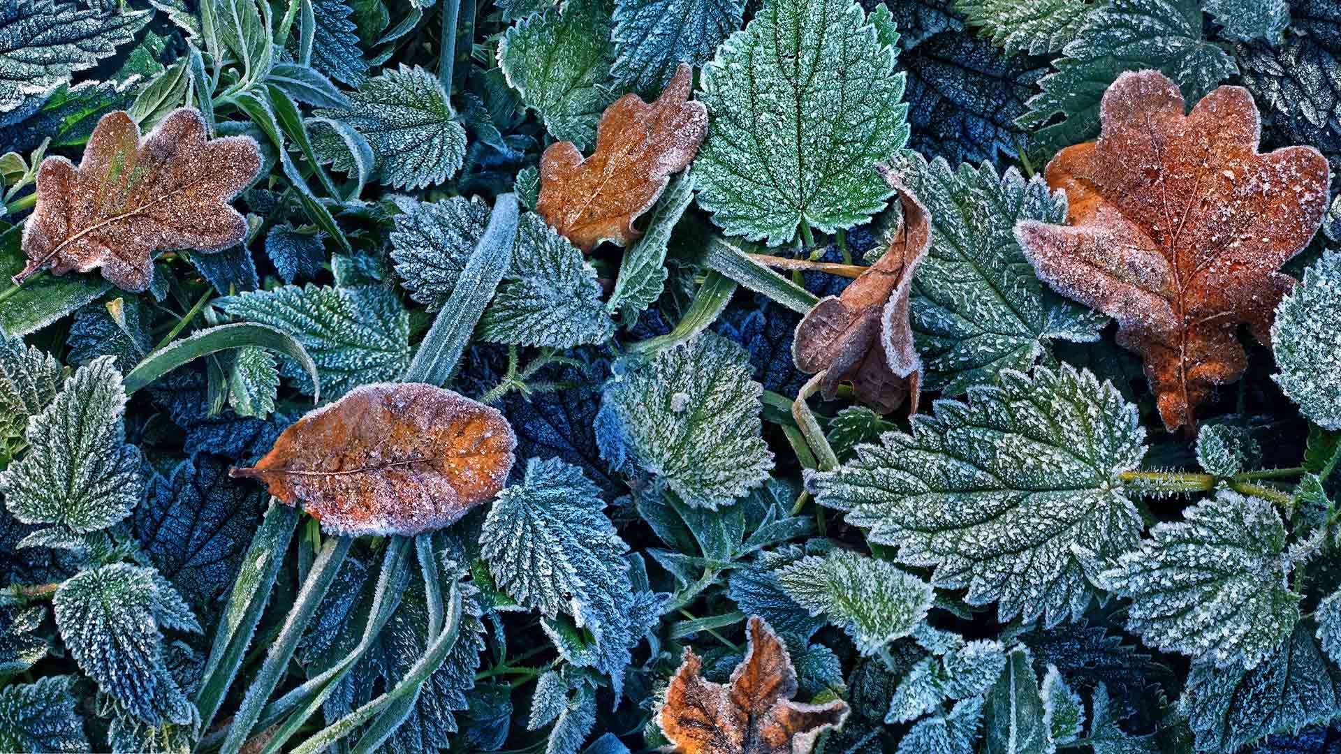 Leaves with hoarfrost in the Black Forest, Freiburg, Baden-Württemberg, Germany
