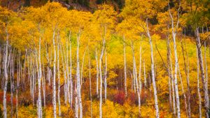 マーブル近郊に自生するアスペン, 米国 コロラド州 (© Jason Hatfield/Tandem Stills + Motion)(Bing Japan)