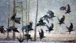 库赫莫附近暴风雪中的乌鸦，芬兰 (© Frans Lemmens/Alamy)(Bing China)