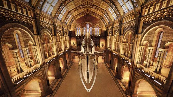 'Hope' the blue whale skeleton at the Natural History Museum, London