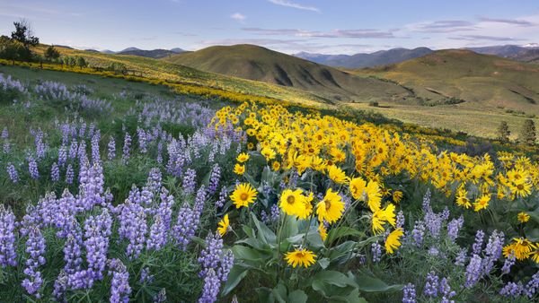 Balsamorhiza sagittata e lupini, Methow Valley, North Cascades, Washington, USA