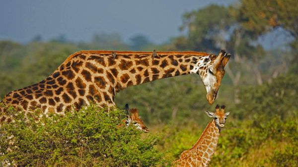 Male giraffe and two calves