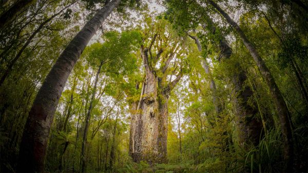 Te Matua Ngahere, a giant kauri tree growing in Waipoua Forest, North Island, New Zealand