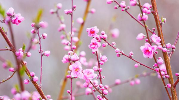 ｢桃の花｣