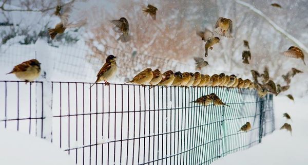 NYBirds