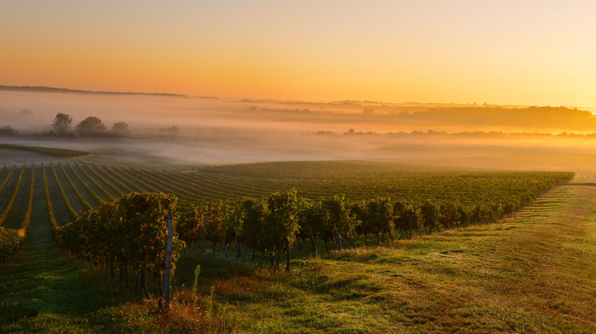 L’alba sui vigneti di Bordeaux, France