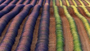 Lavender fields of Valensole, Provence, France (© Frank Krahmer/Panorama Stock)(Bing Australia)