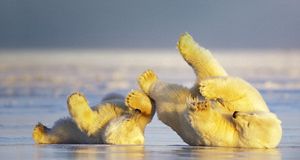 在冰上玩耍的北极熊 (© Steven Kazlowski/Science Faction/Corbis) &copy; (Bing China)