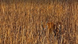 ｢草の間に潜むトラ｣インド, アッサム州 (© Sandesh Kadur/Minden Pictures)(Bing Japan)