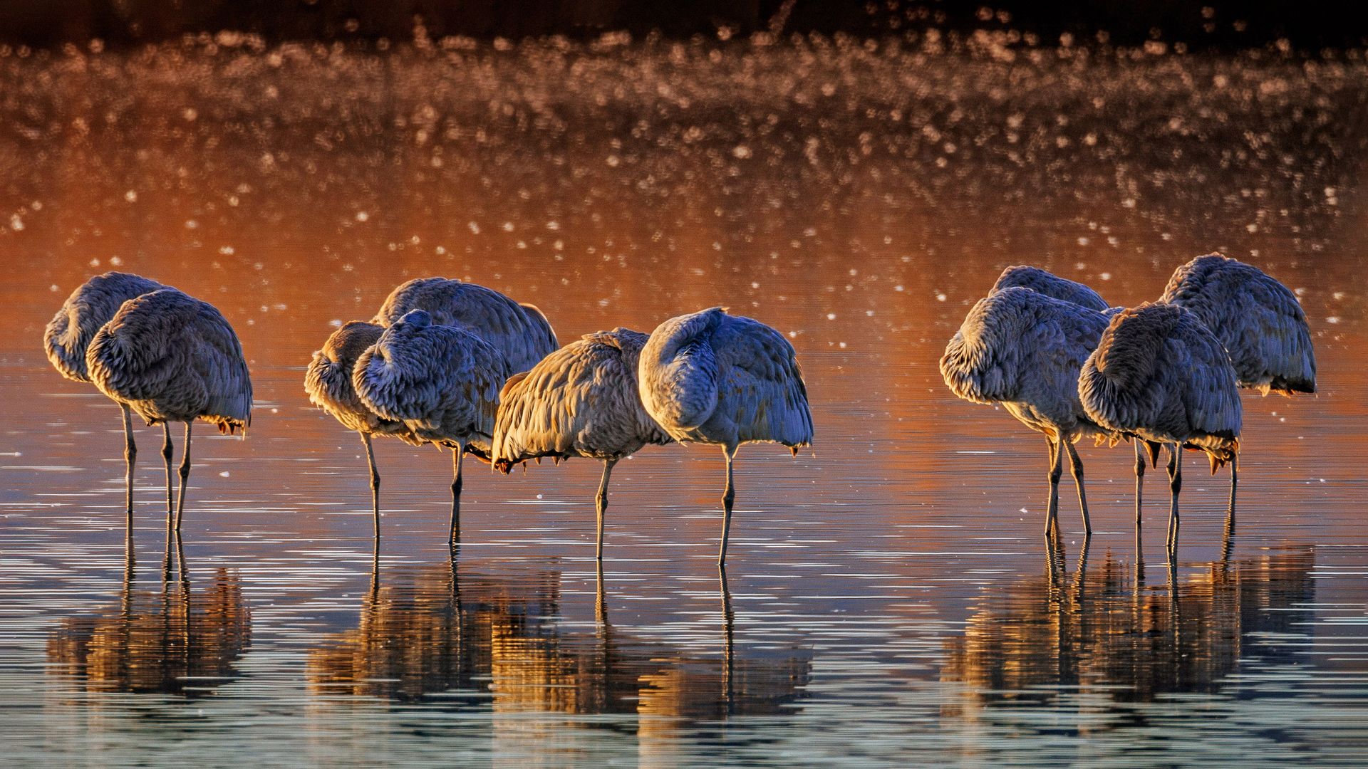 Sandhill cranes, Bosque del Apache National Wildlife Refuge, New Mexico