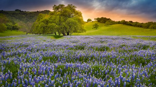 Fiori di lupino in fiore, California settentrionale, USA