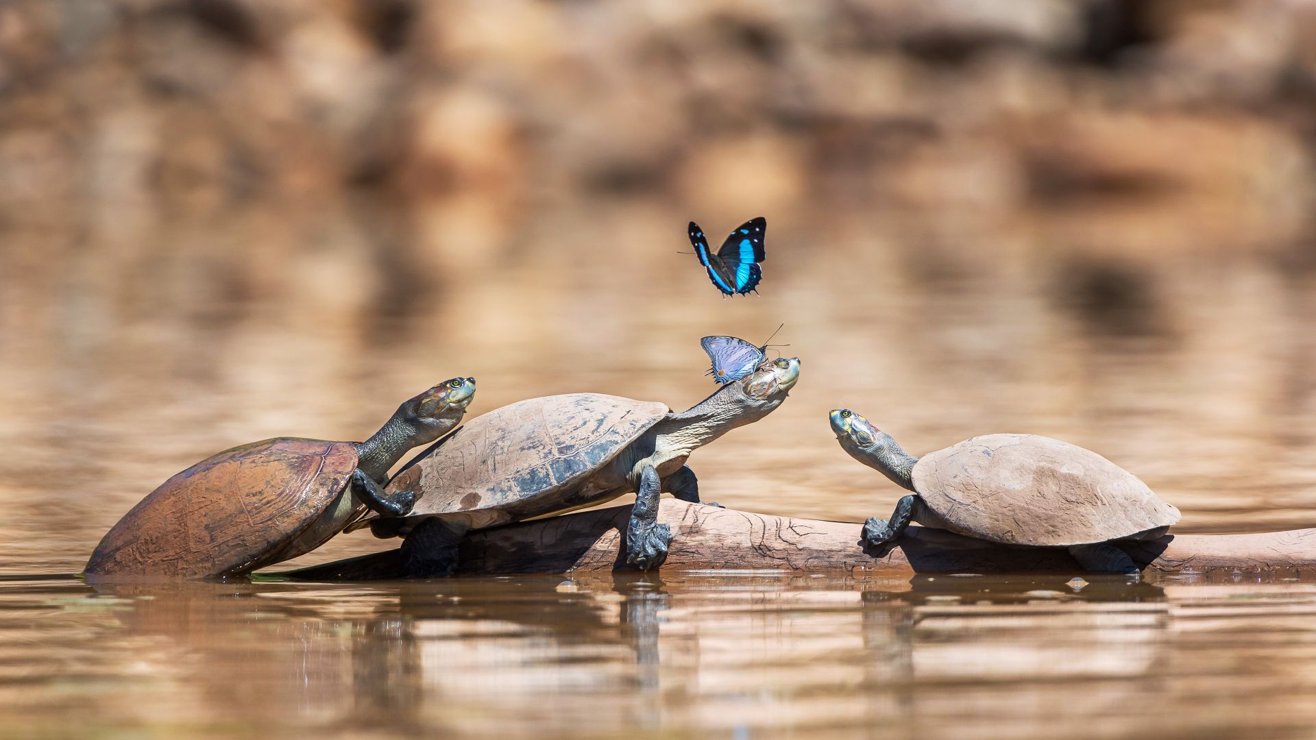 Turtles with butterflies