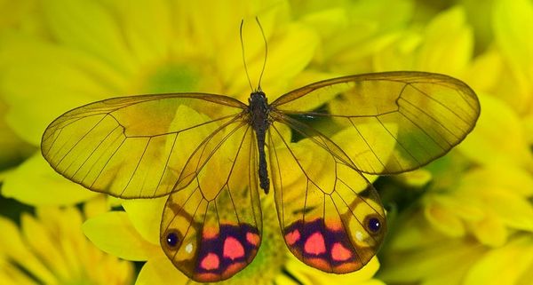 GlassWingButterfly
