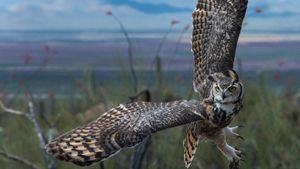 Great horned owl (© Mark Newman/Getty Images)(Bing New Zealand)