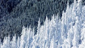 Whistler Mountain in British Columbia, Canada (© Phil Tifo/Tandem Stills + Motion)(Bing United States)