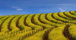 Mustard rows during springtime in a vineyard of the Carneros wine region, California (© Nicholas Pavloff/Lonely Planet Images) &copy; (Bing United States)