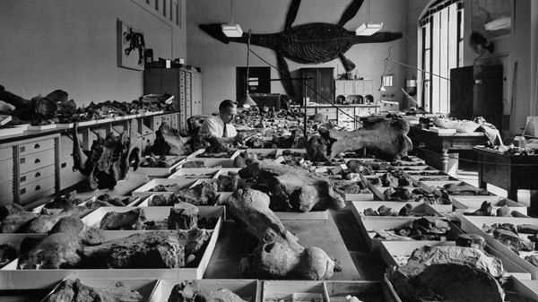 Salle des archives de la Smithsonian Institution, Washington, États-Unis