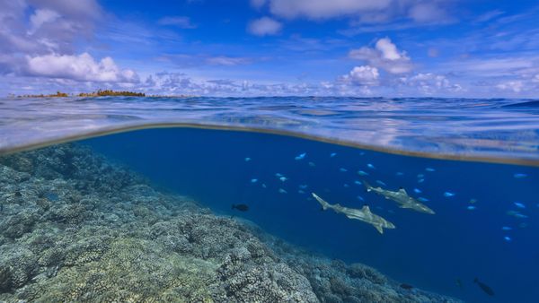 Blacktip reef sharks off the coast of Tahiti, French Polynesia
