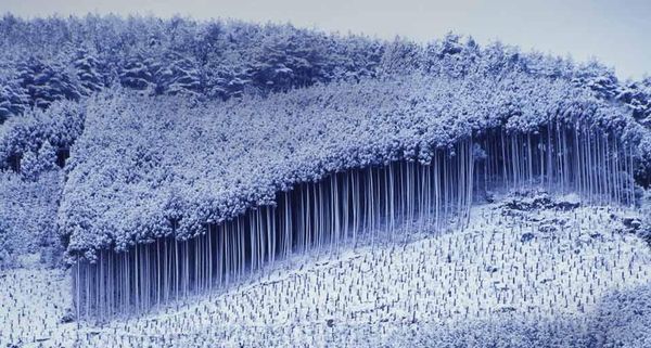 CedarTrees
