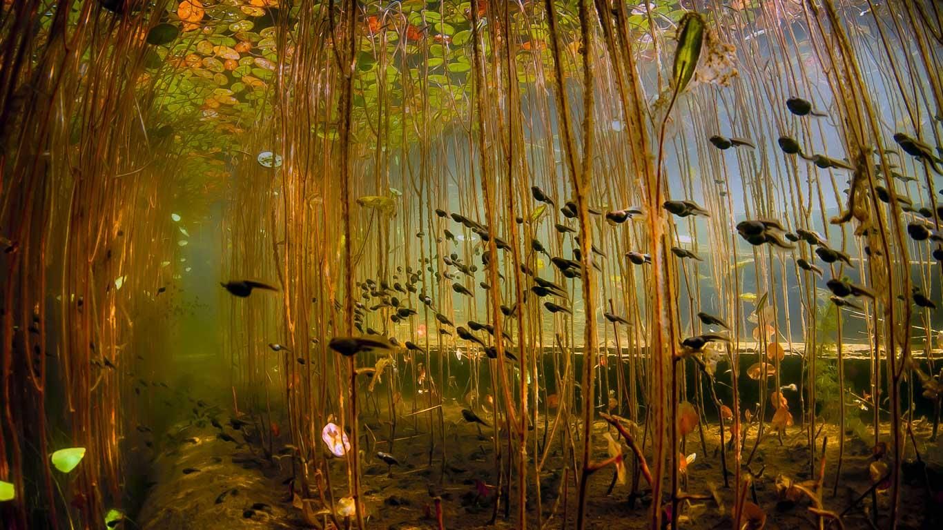 Tadpoles in Cedar Lake, near Campbell River on Vancouver Island, British Columbia
