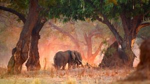 马纳波尔斯国家公园内的非洲草原象，津巴布韦 (© David Fettes/Offset)(Bing China)
