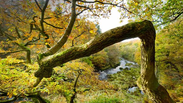 Views from Strid Wood over the River Wharfe in North Yorkshire