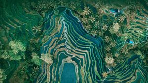 乌布的德格拉朗梯田，印度尼西亚 (© Cavan Images/Adobe Stock)(Bing China)
