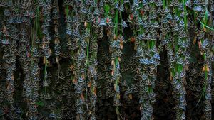 Jersey tiger moths in Petaloudes, Greece (© Ingo Arndt/Minden Pictures)(Bing United States)
