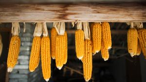 悬挂着的玉米 (© Ben Miller/The Image Bank/Getty Images)(Bing China)
