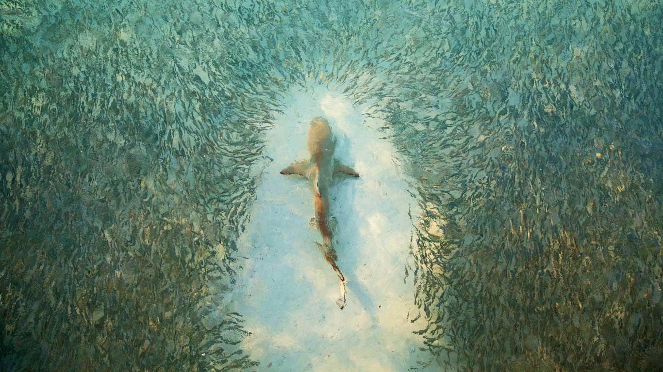 Fish avoid a shark near Heron Island, Australia