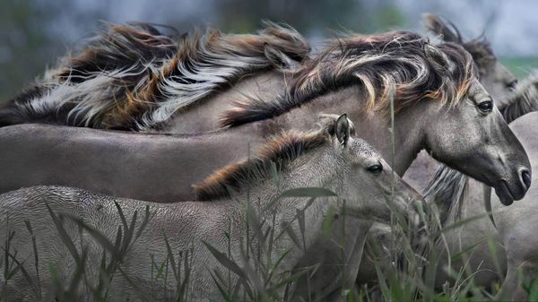 Konik horses running, Oostvaardersplassen Nature Reserve, Netherlands